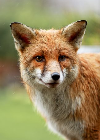 basil the fox