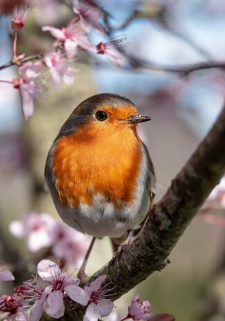robin in the cherry blossom