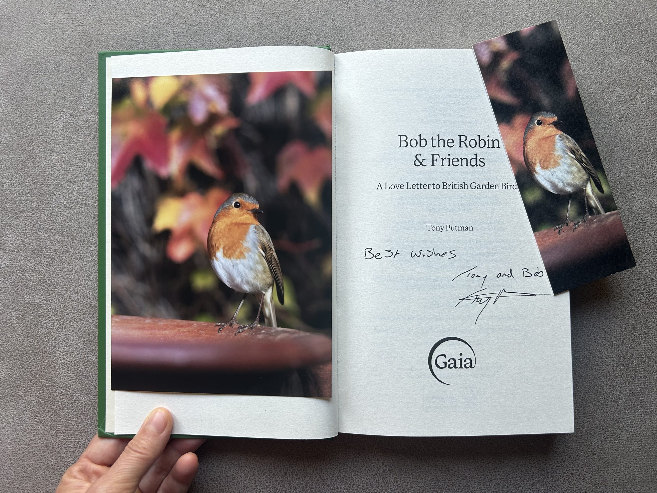 Bob Autumn Pose: Signed Bob the Robin & Friends Book Gift Bundle - Image 2