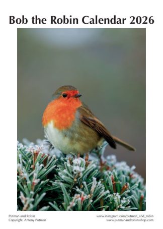 Robin Calendar 2026