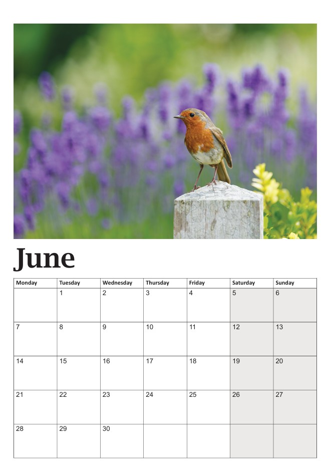 Bob the Robin Calendar - Image 7