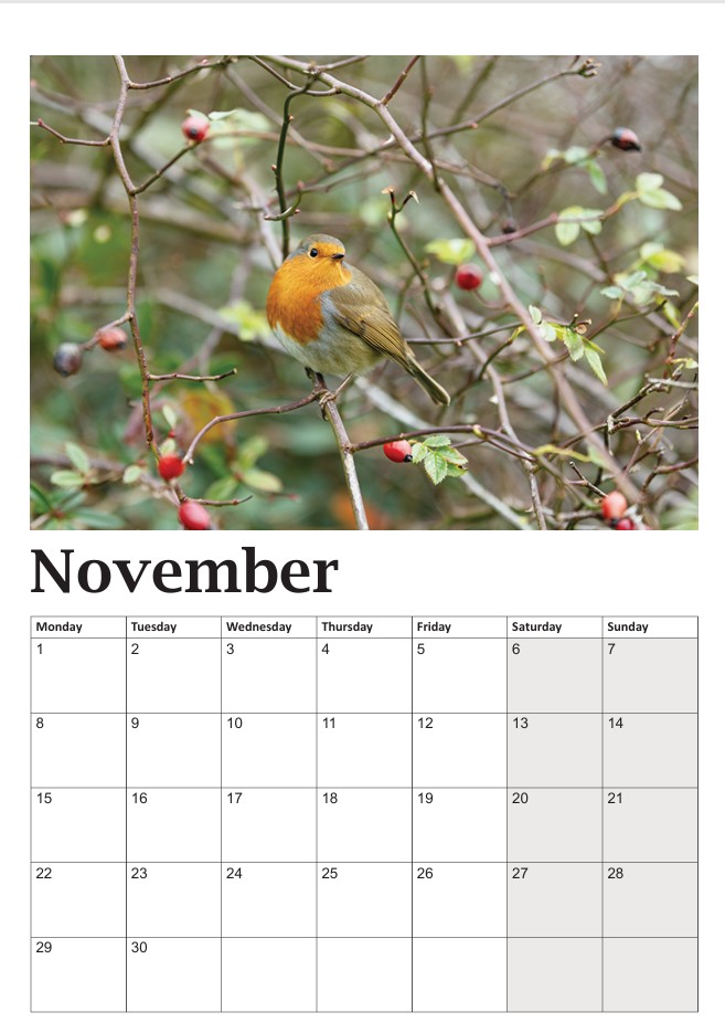 Bob the Robin Calendar - Image 12