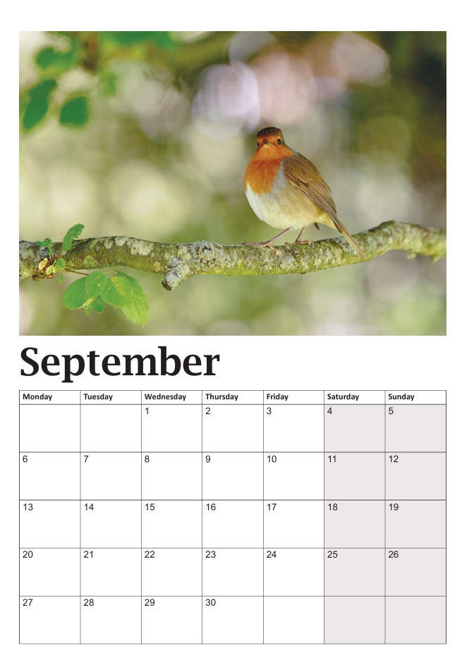 Bob the Robin Calendar - Image 10