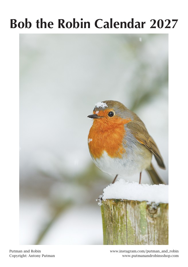 Bob the Robin Calendar
