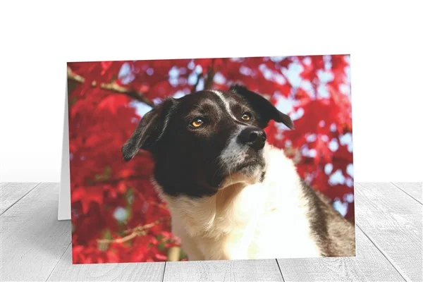 Border collie greeting card