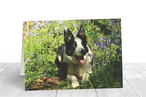 Border collie greeting card