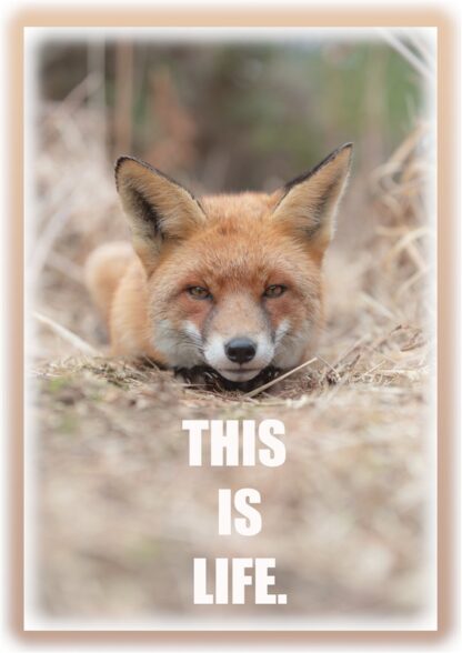 Fox Poster Print