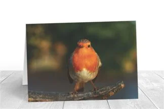 Feisty Robin Greeting Card