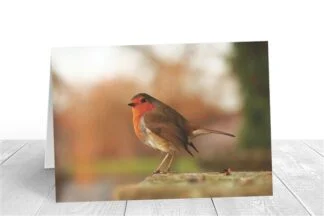 Look Left - Robin Greeting Card