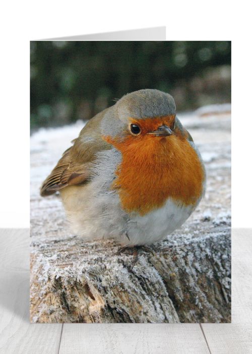 Robin Christmas Card