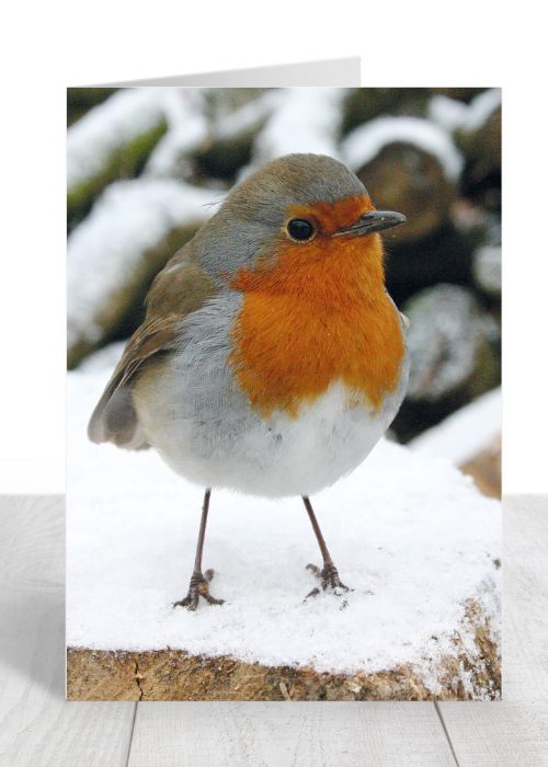 Robin Christmas Card