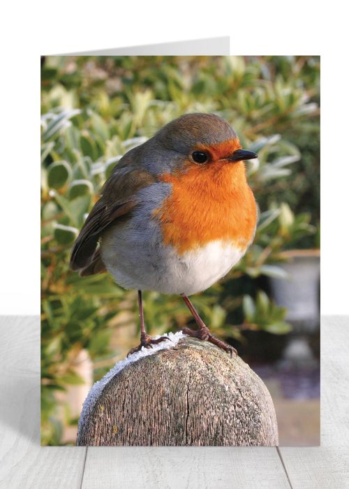 Robin Christmas Card