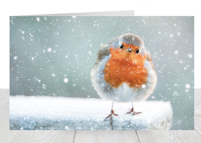 Robin Christmas Card