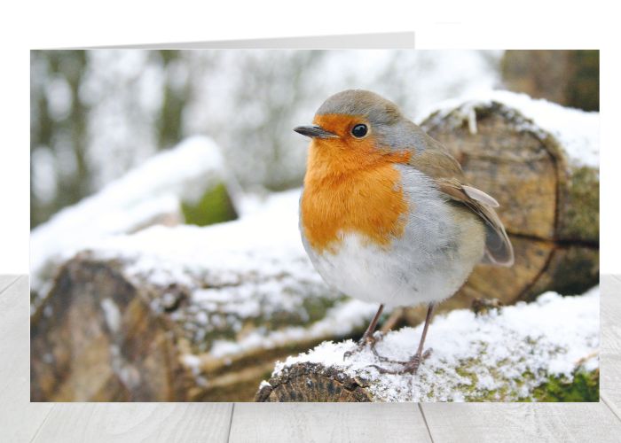 Robin Christmas Card
