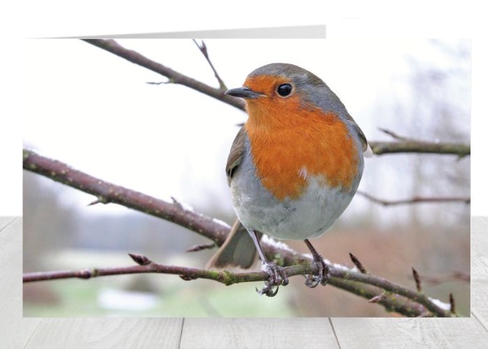 Robin Christmas Card